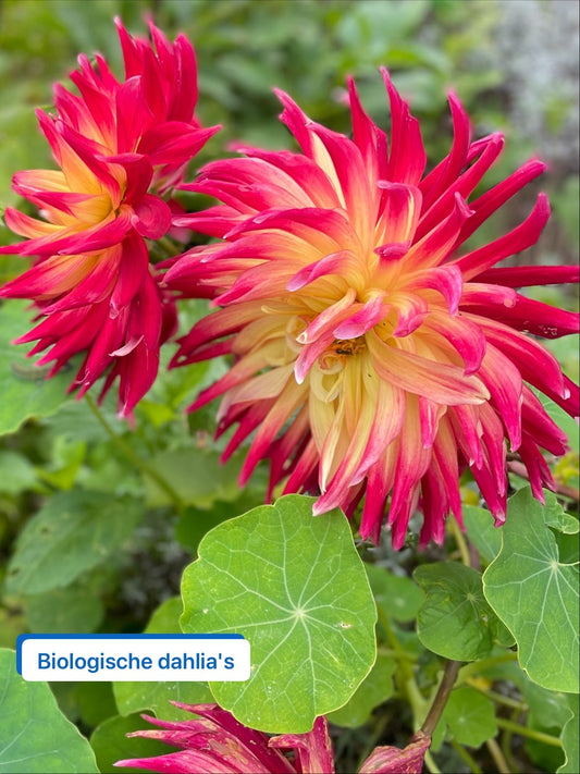 Bloemen houden van mensen